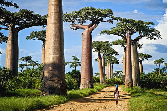 Avenue of the Baobabs at golden hour, western Madagascar