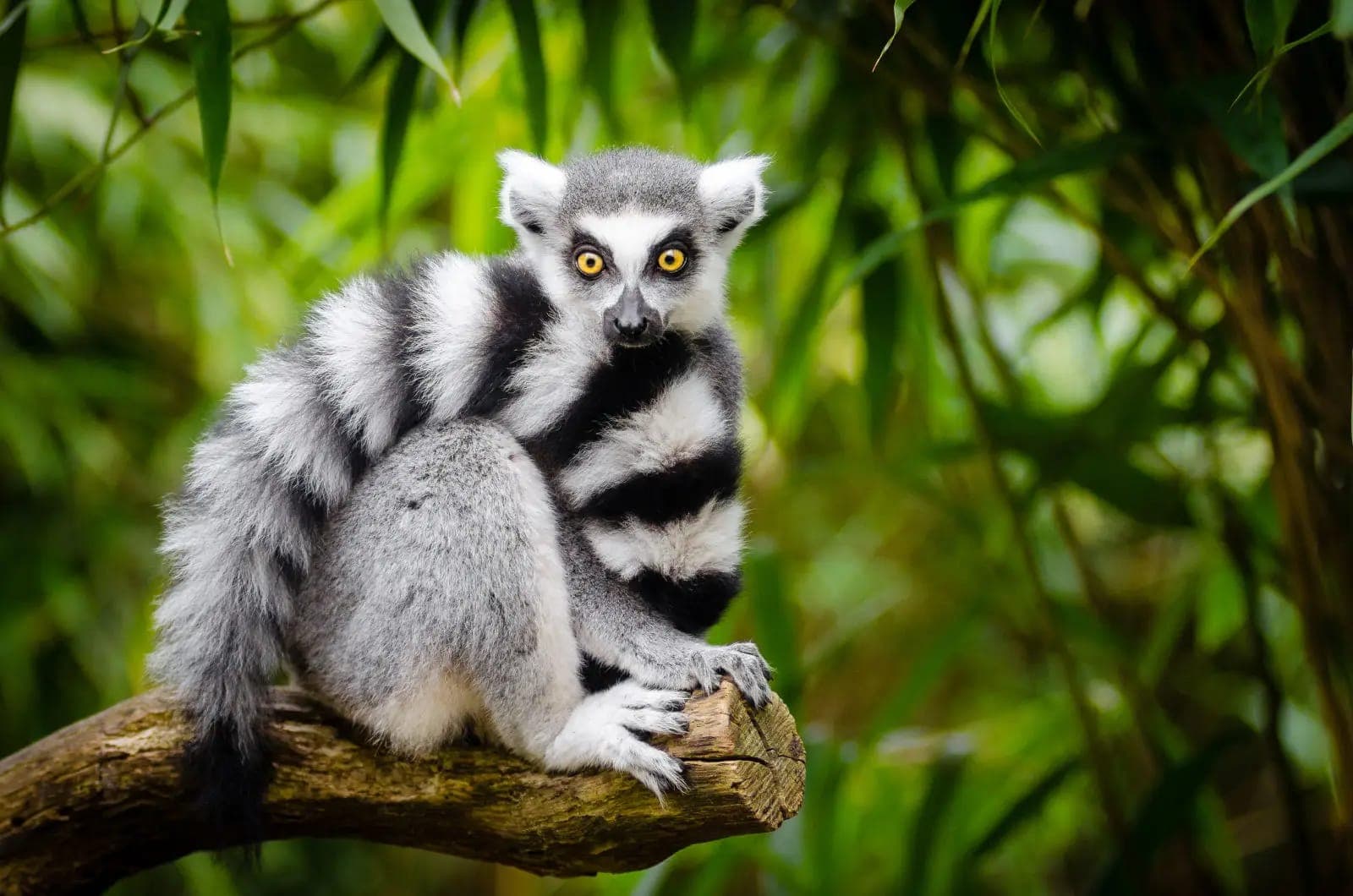 Isalo National Park